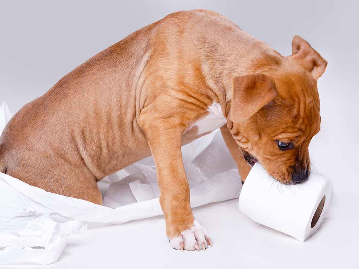 What Can Puppies Chew On? (23 Objects & Food Items) Loyal Pedigree