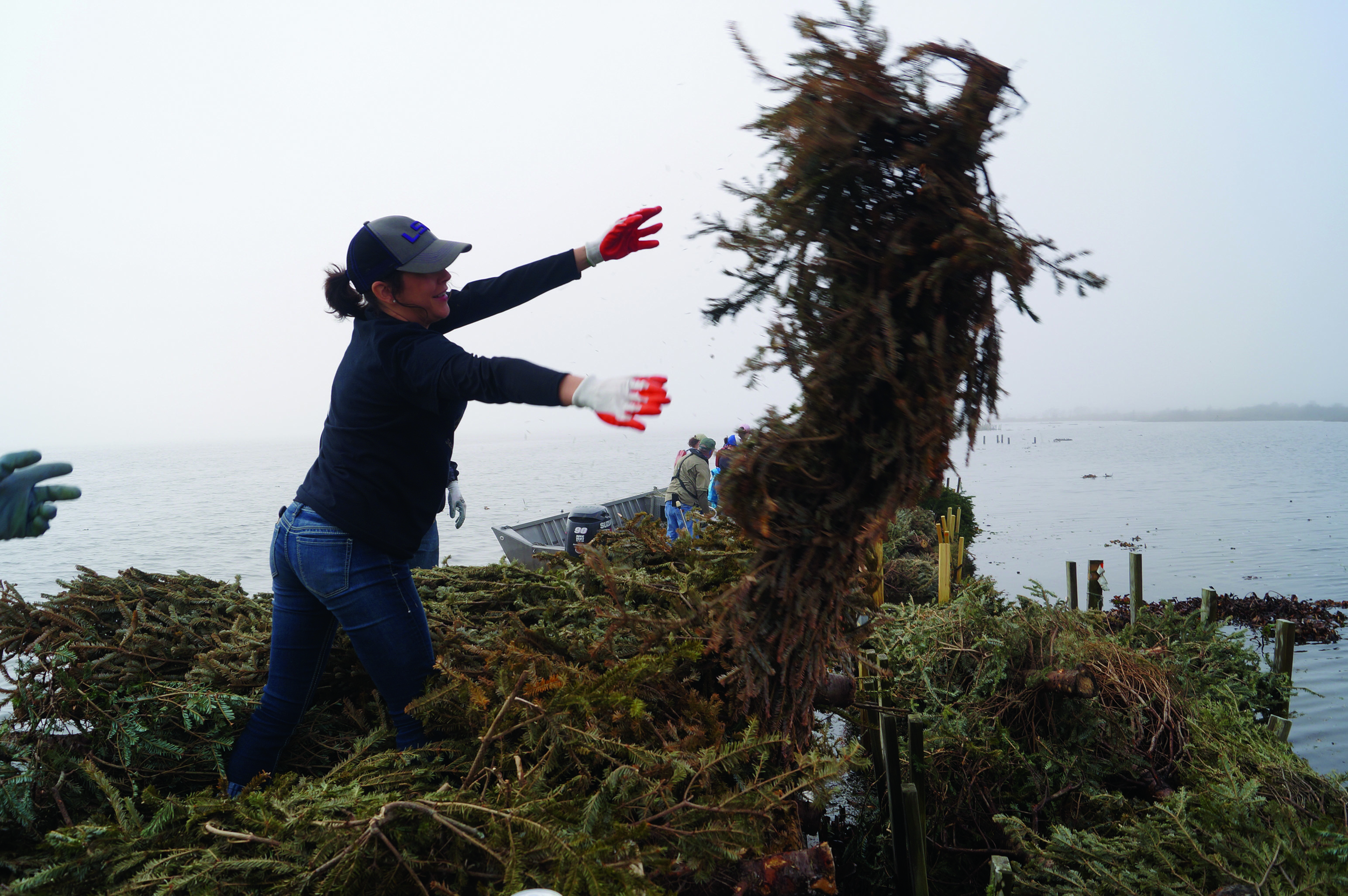 Christmas trees stop coastal erosion in Jefferson Parish The Maroon