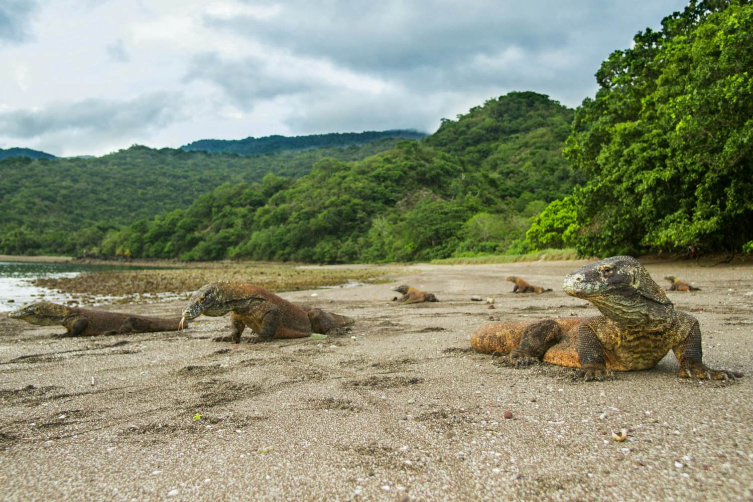 Animal islands seven places where creatures rule Lonely