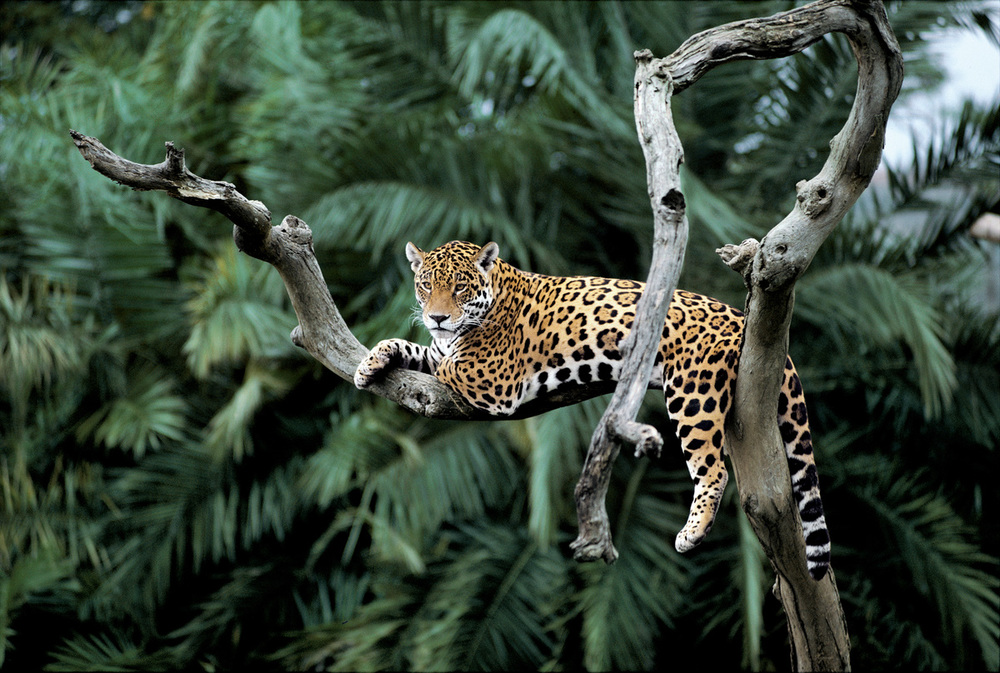 World Wildlife Day Jaguar Quiz
