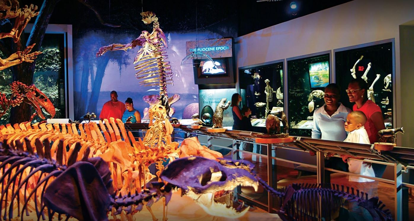 Gainesville SightSeeing During IMPACT Museums Loss Prevention