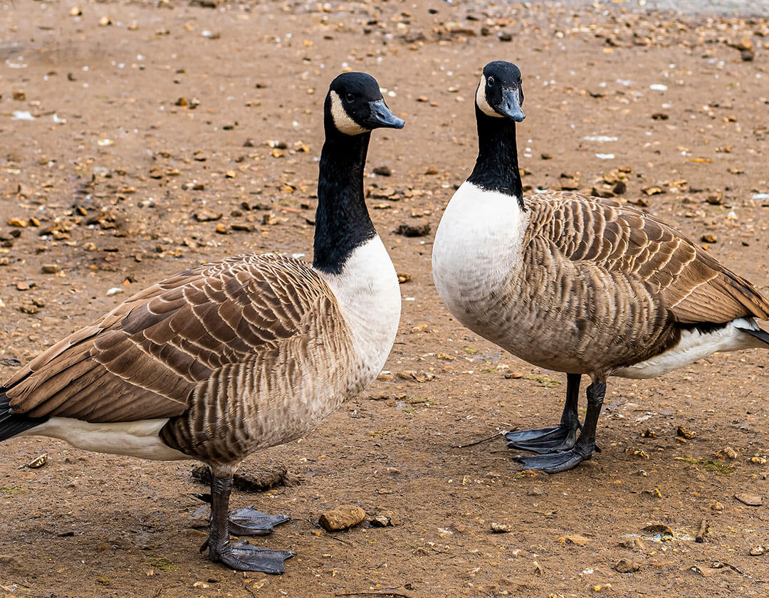 Help Keep Giant Canada Geese Off Our Lakes! Shore Owners’ Association
