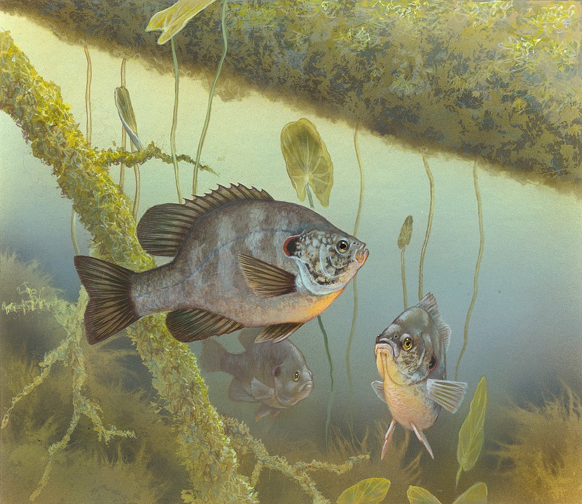 DNR to Hold Public Meeting March 24 on Fisheries Management on Cass