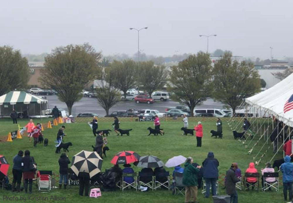 Potomac Labrador Show 2023 The Labrador Retriever Club Of The Potomac