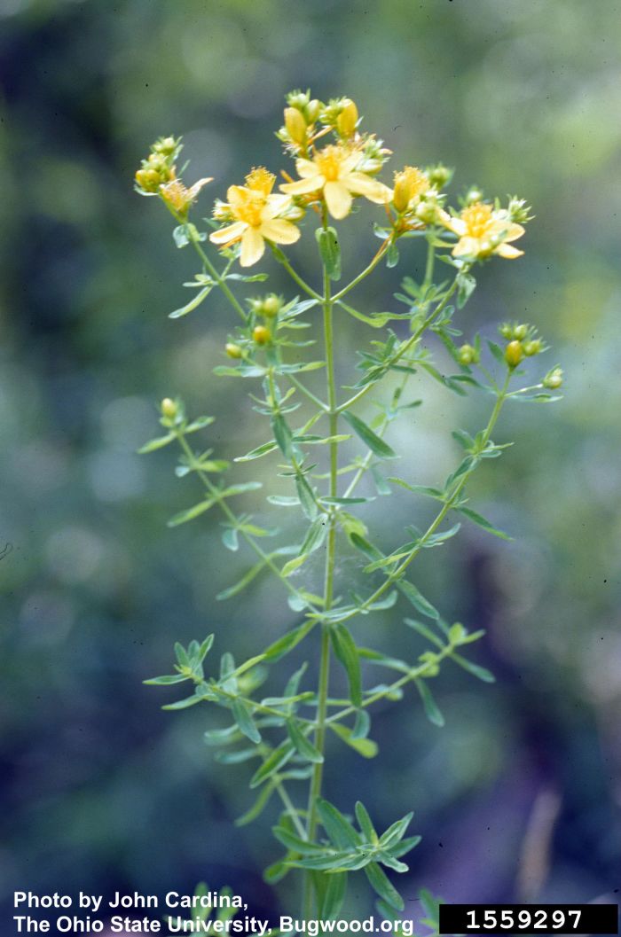 St. John's Wort Lillooet Regional Invasive Species Society