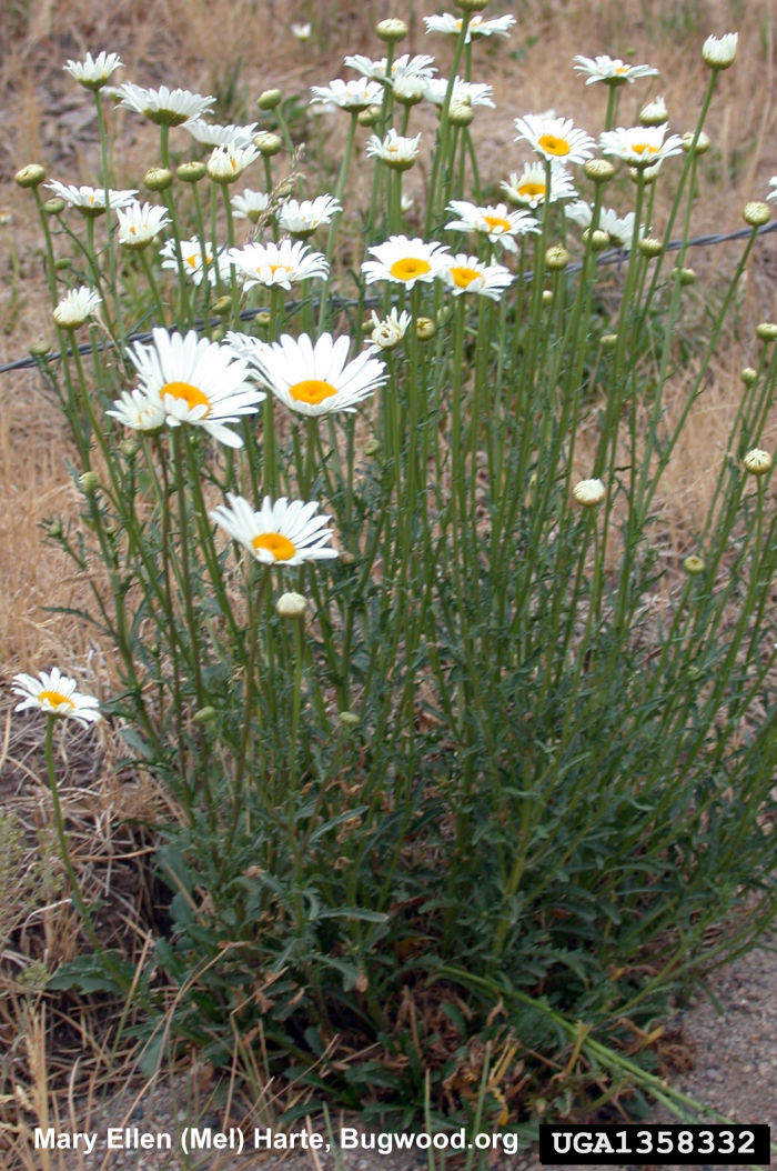 Oxeye Daisy Lillooet Regional Invasive Species Society