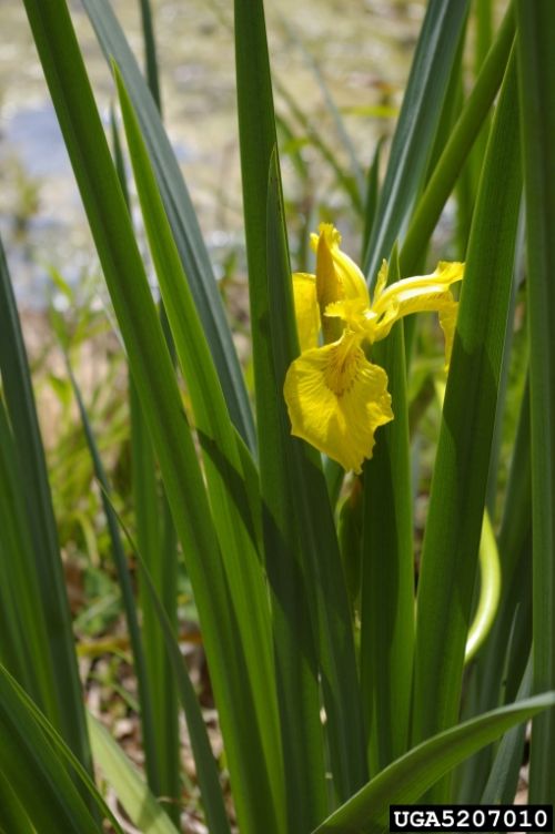Yellow Flag Iris Lillooet Regional Invasive Species Society