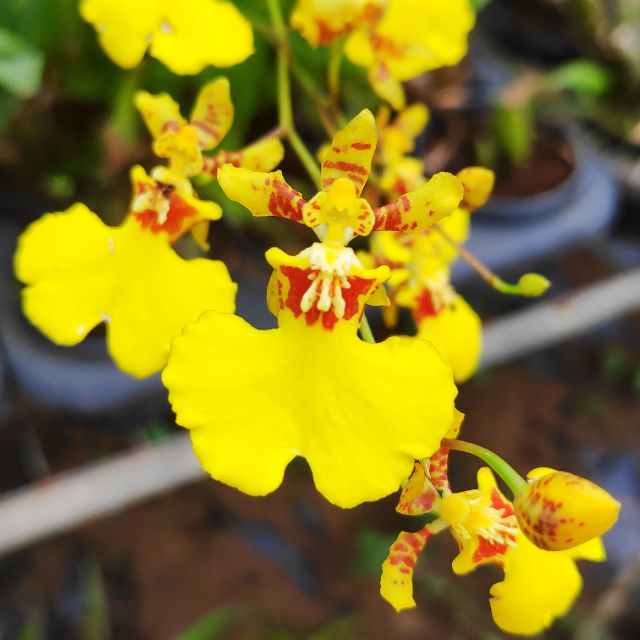 Oncidium Collection Dancing Lady (Yellow Flower) LS Group