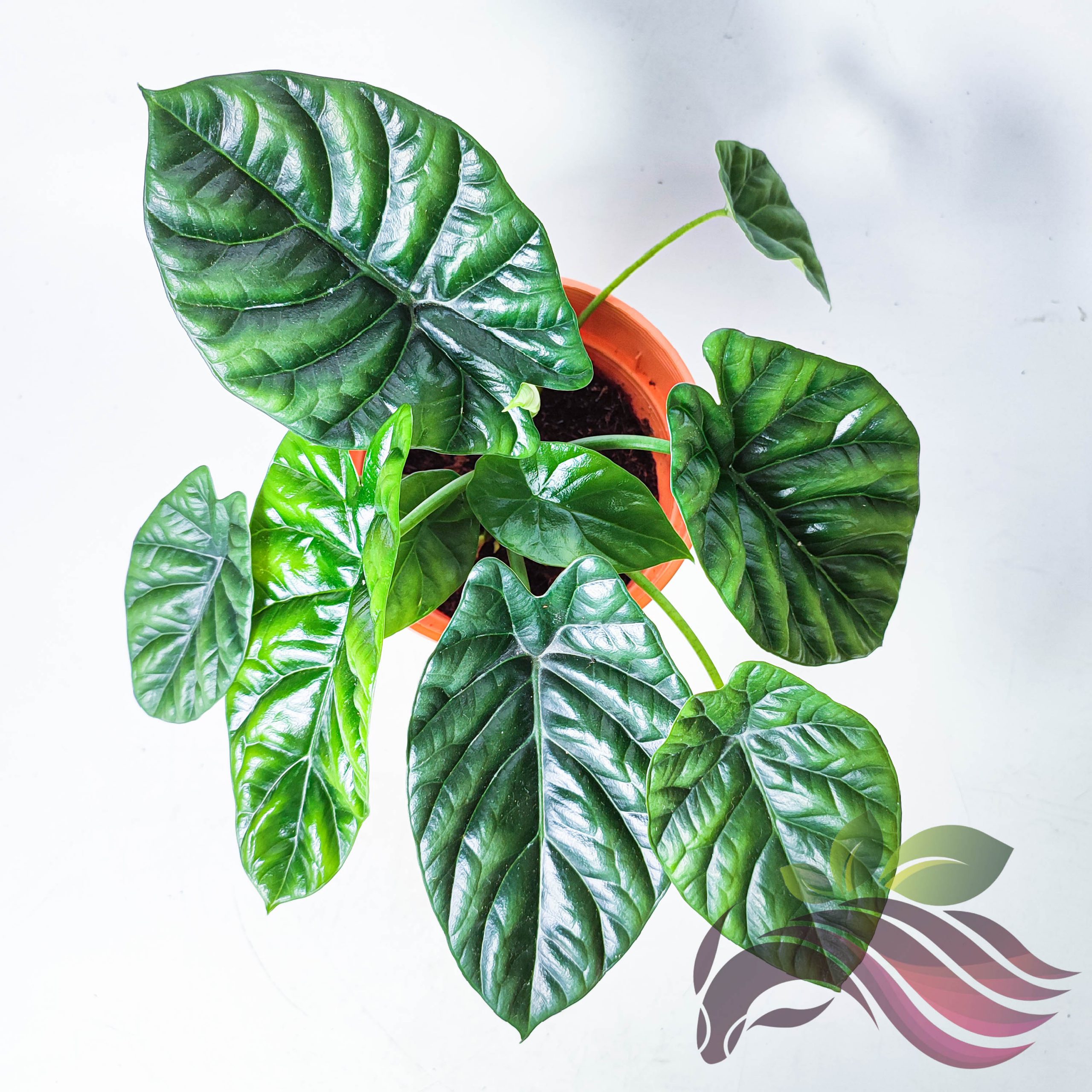 Alocasia Mirror Face LS Group