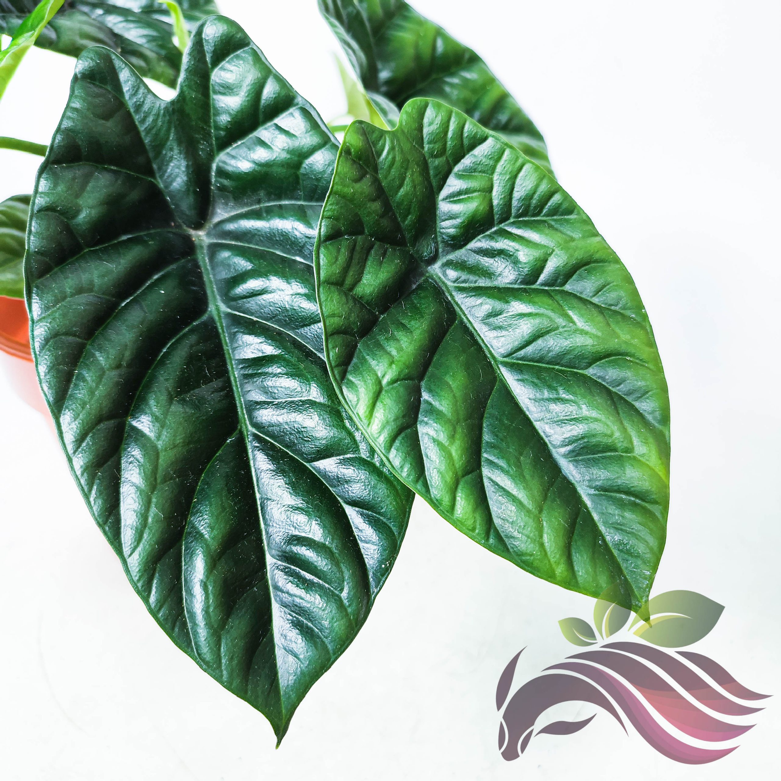 Alocasia Mirror Face LS Group