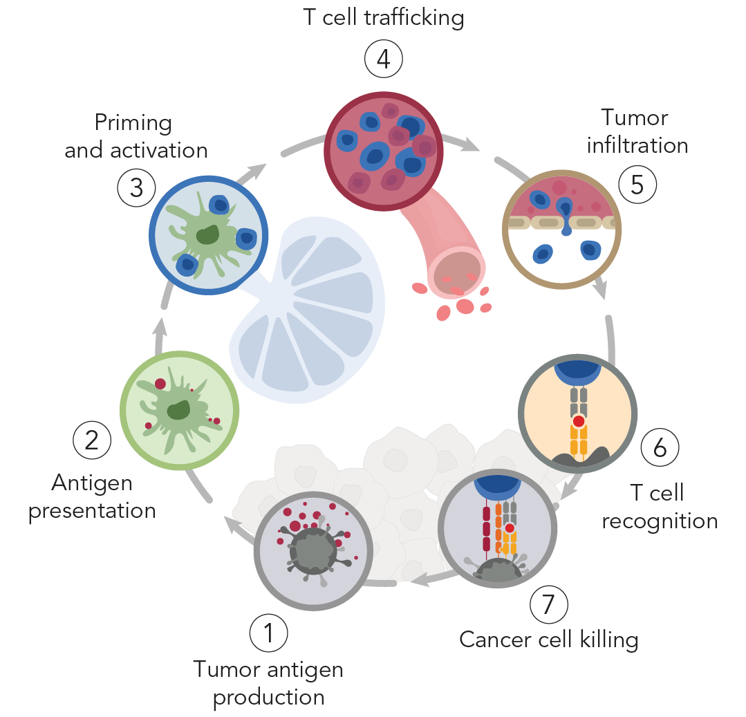 The immune system: Cells, tissues, function, and.