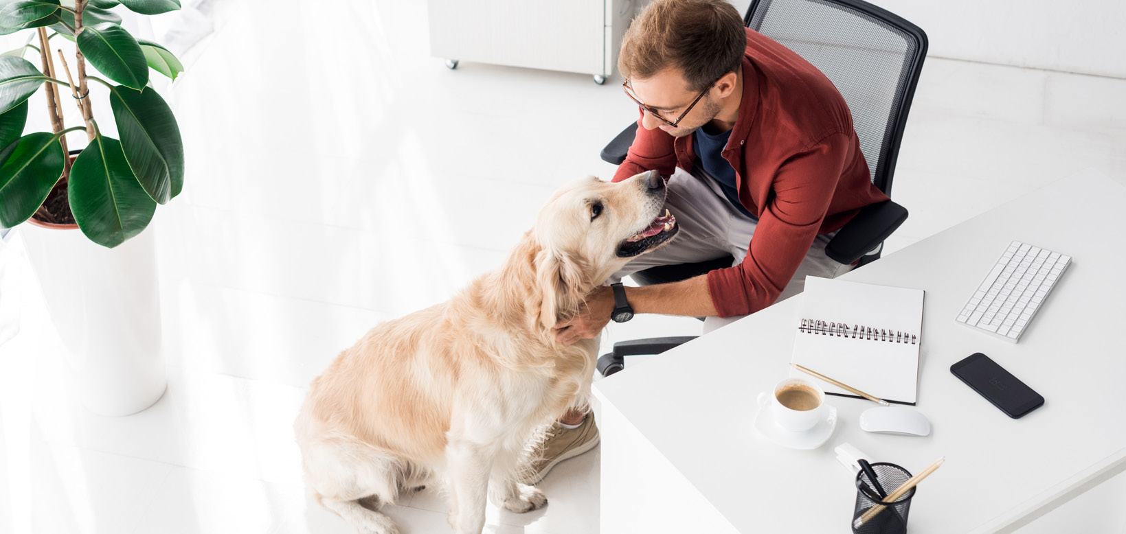 Paws for thought the petfriendly office Law Society Journal