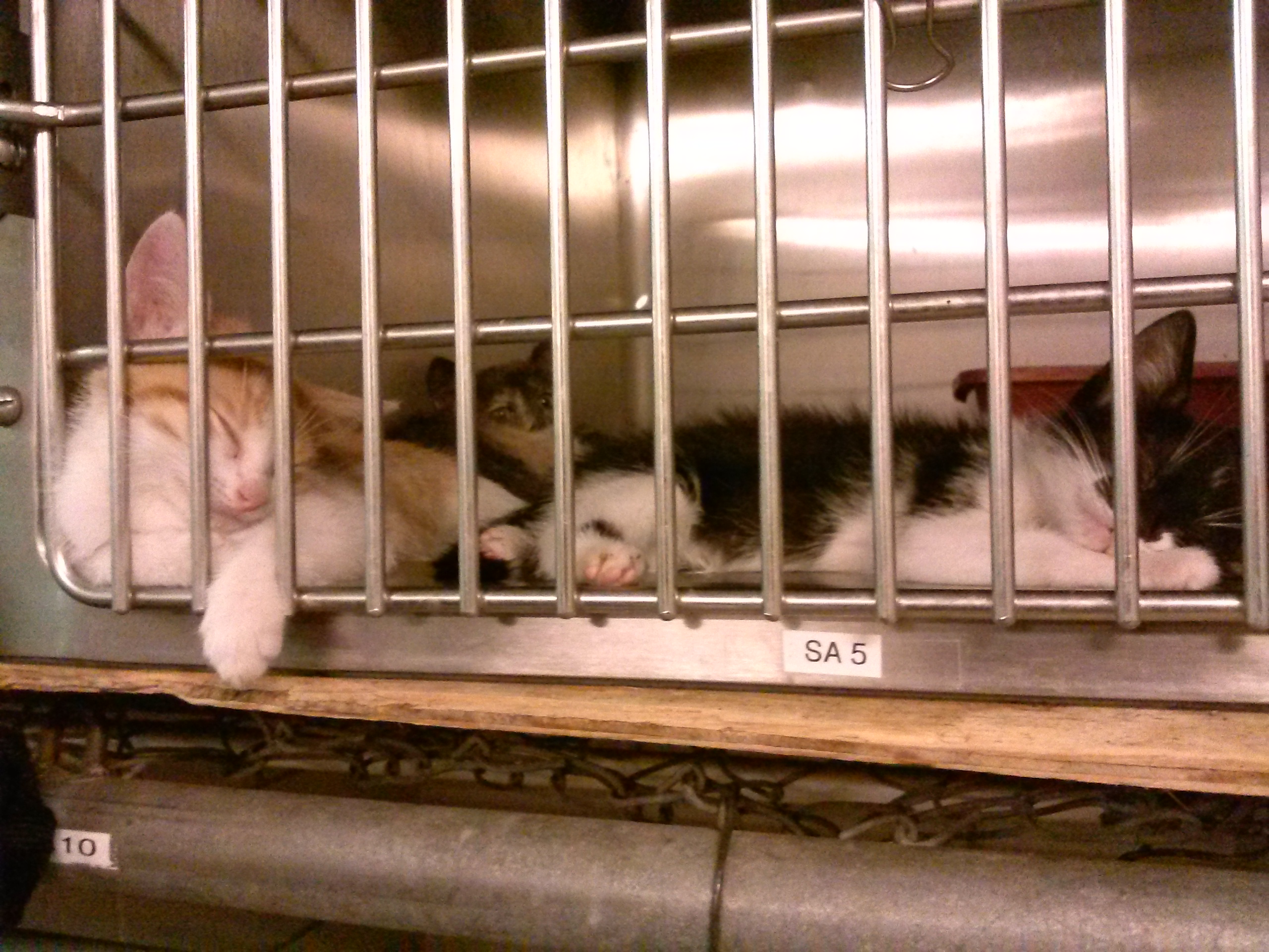 On the Field at Fresno’s Pet Shelter lsuykmph