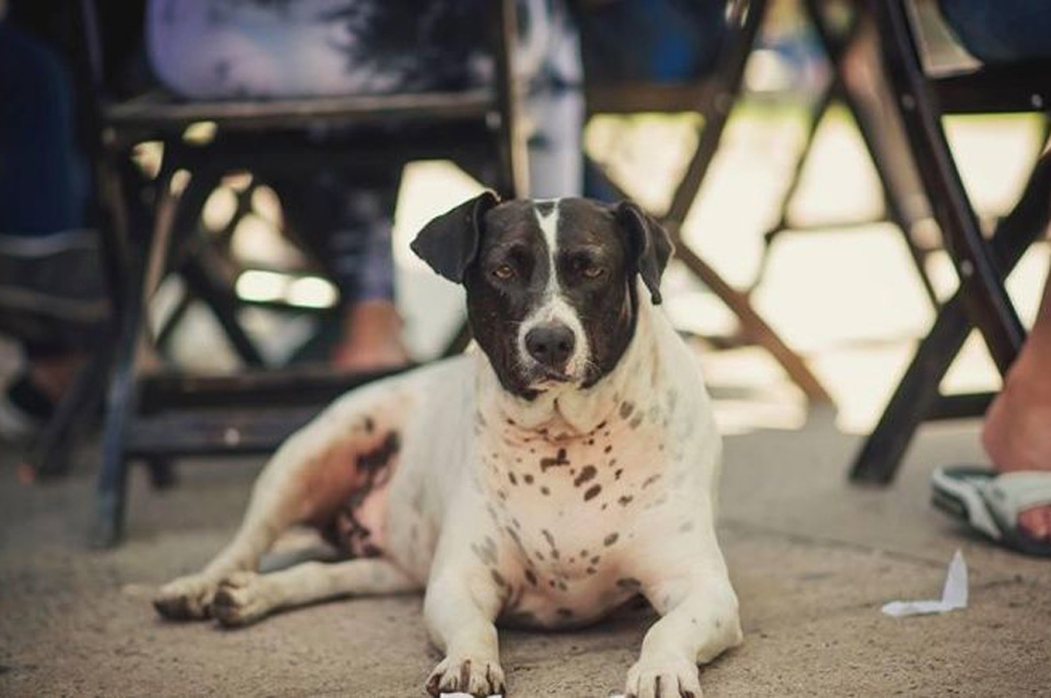 El perro vaca la historia de un farsante que es viral en las redes