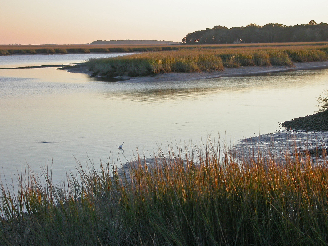 LTER low tide in the salt marsh