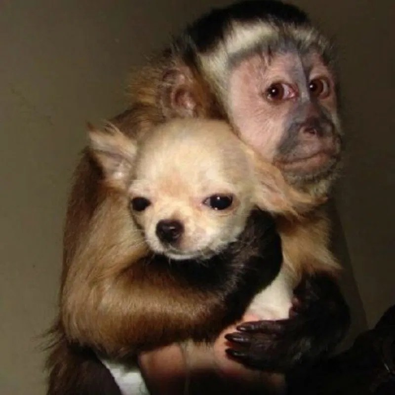 Dogs and Monkeys list