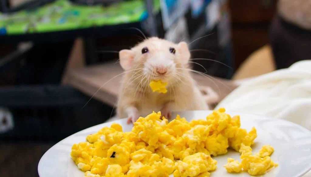 Animals Eating Eggs list