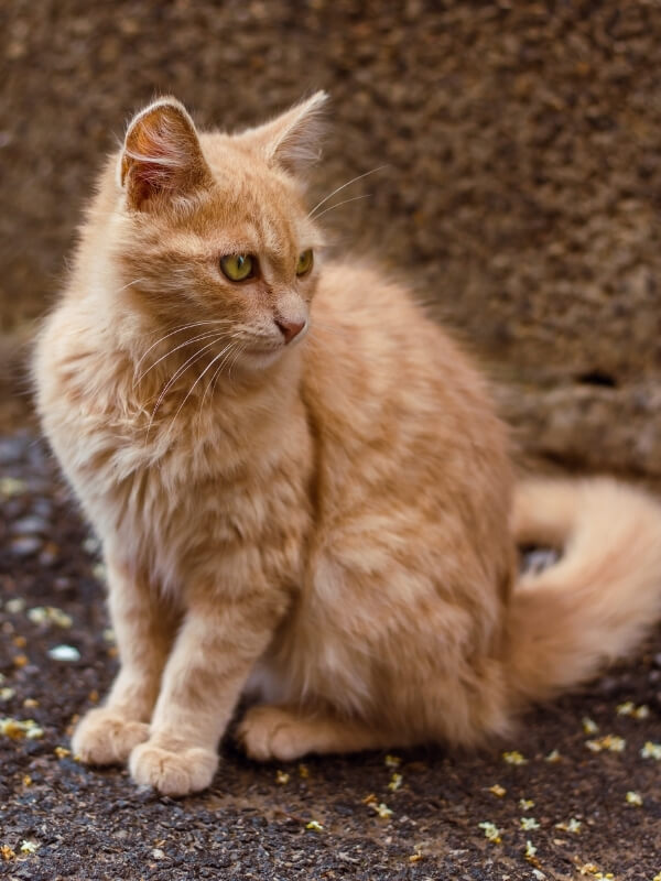 Pet Allergy Treatment Veterinary Clinic Of Lubbock