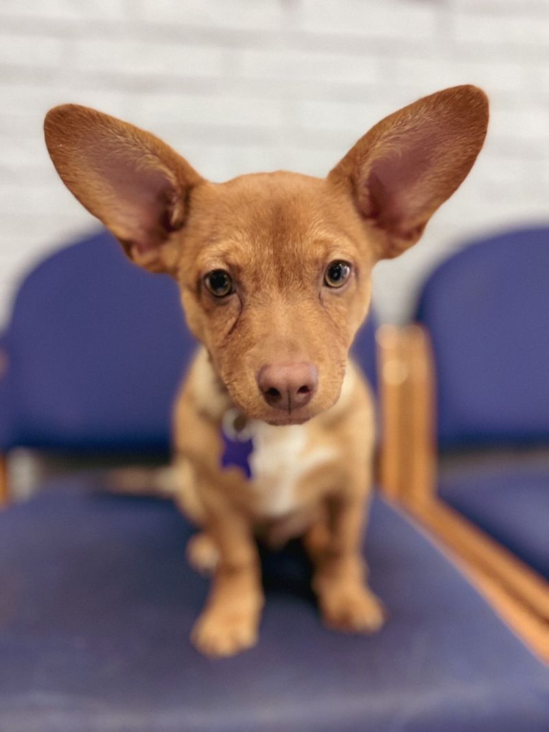 Veterinary Clinic Of Lubbock Gallery Vet Clinic In Lubbock