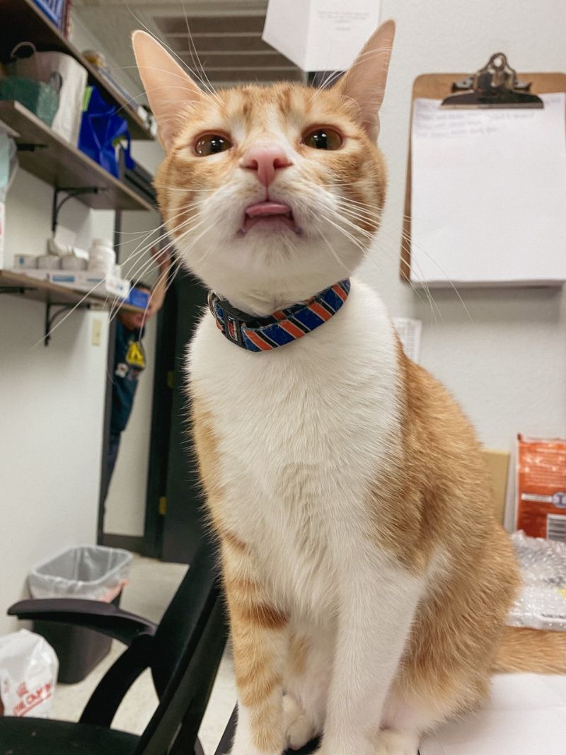 Veterinary Clinic Of Lubbock Gallery Vet Clinic In Lubbock