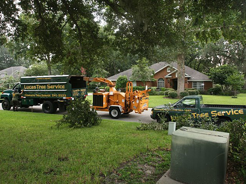 Lucas Tree Service Jacksonville Tree Services