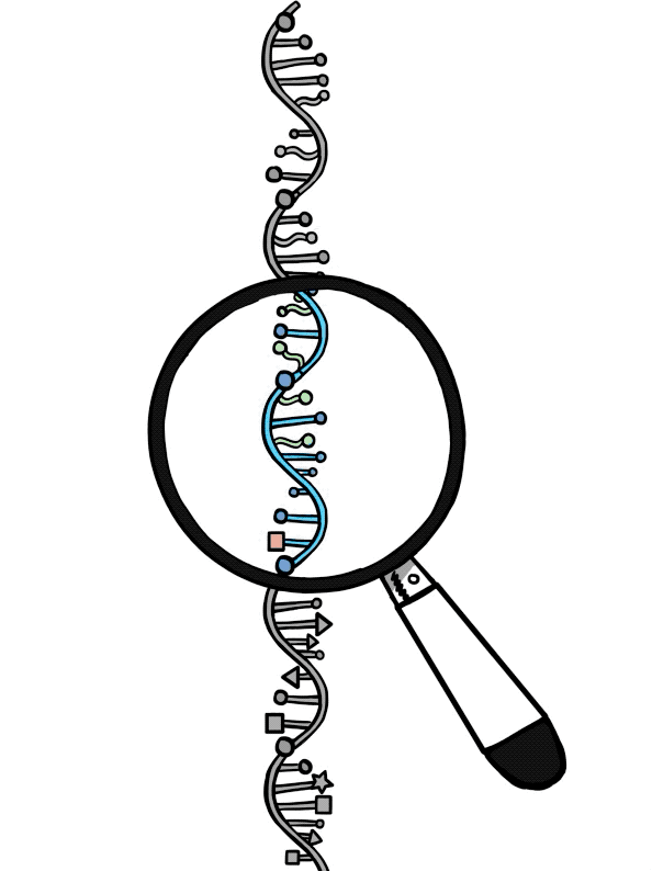 Spinach™ The RNA Mimic of Green Fluorescent Protein