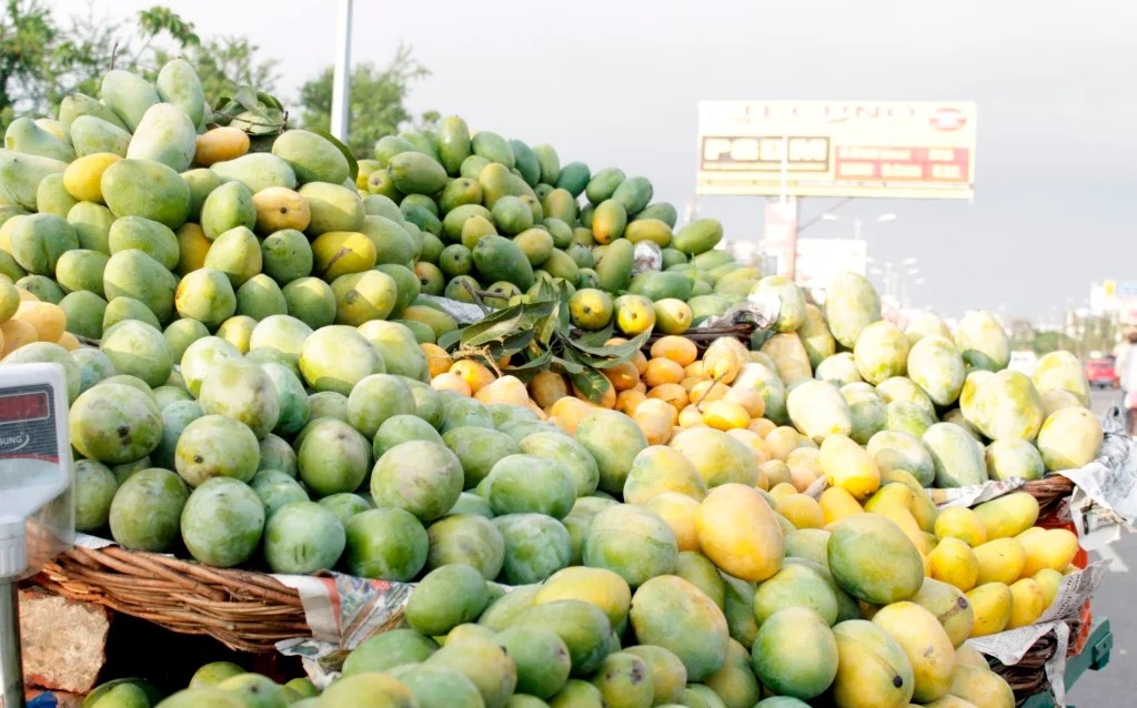 Malihabad Mangoes and the Mystical Nature Lucknow Pulse