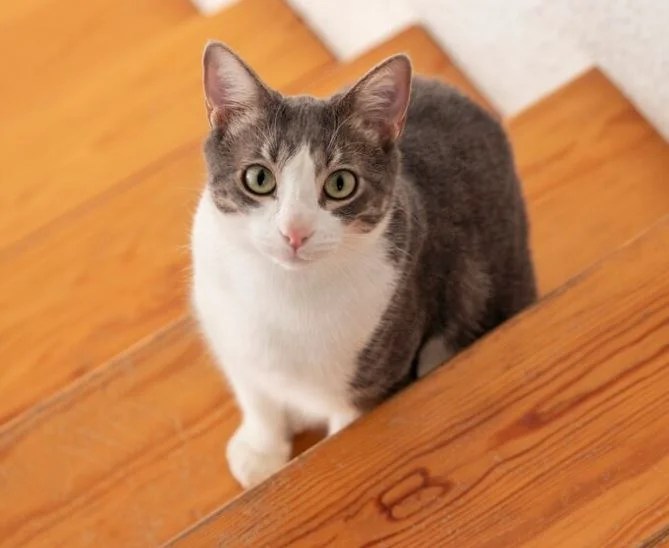 Is Quorn Healthy For Cats? Luck Opinion