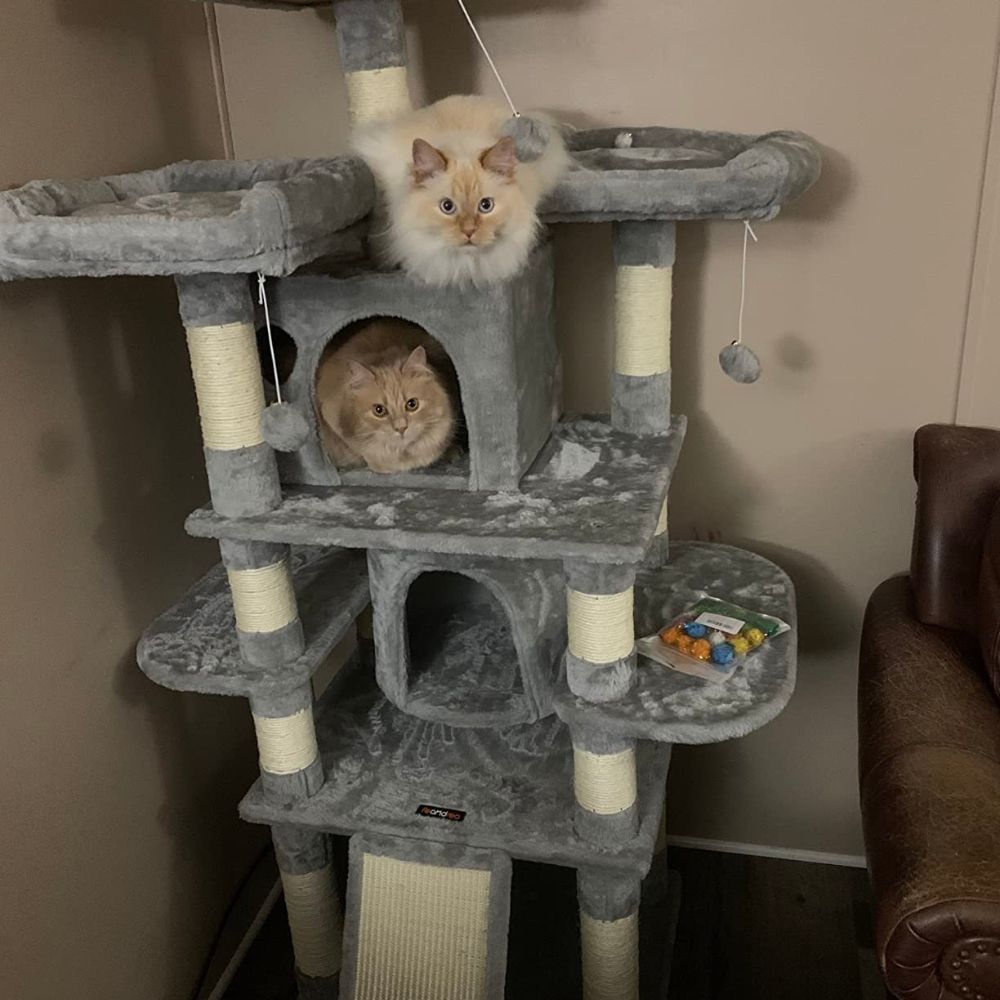 Kitty Conundrum Deciding Between The Best Cat Trees for Multiple Cats