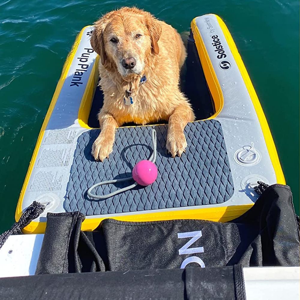 Paws Up! 5 Dog Pool Ramps to Help Your Furry Friend Stay Cool This Summer!