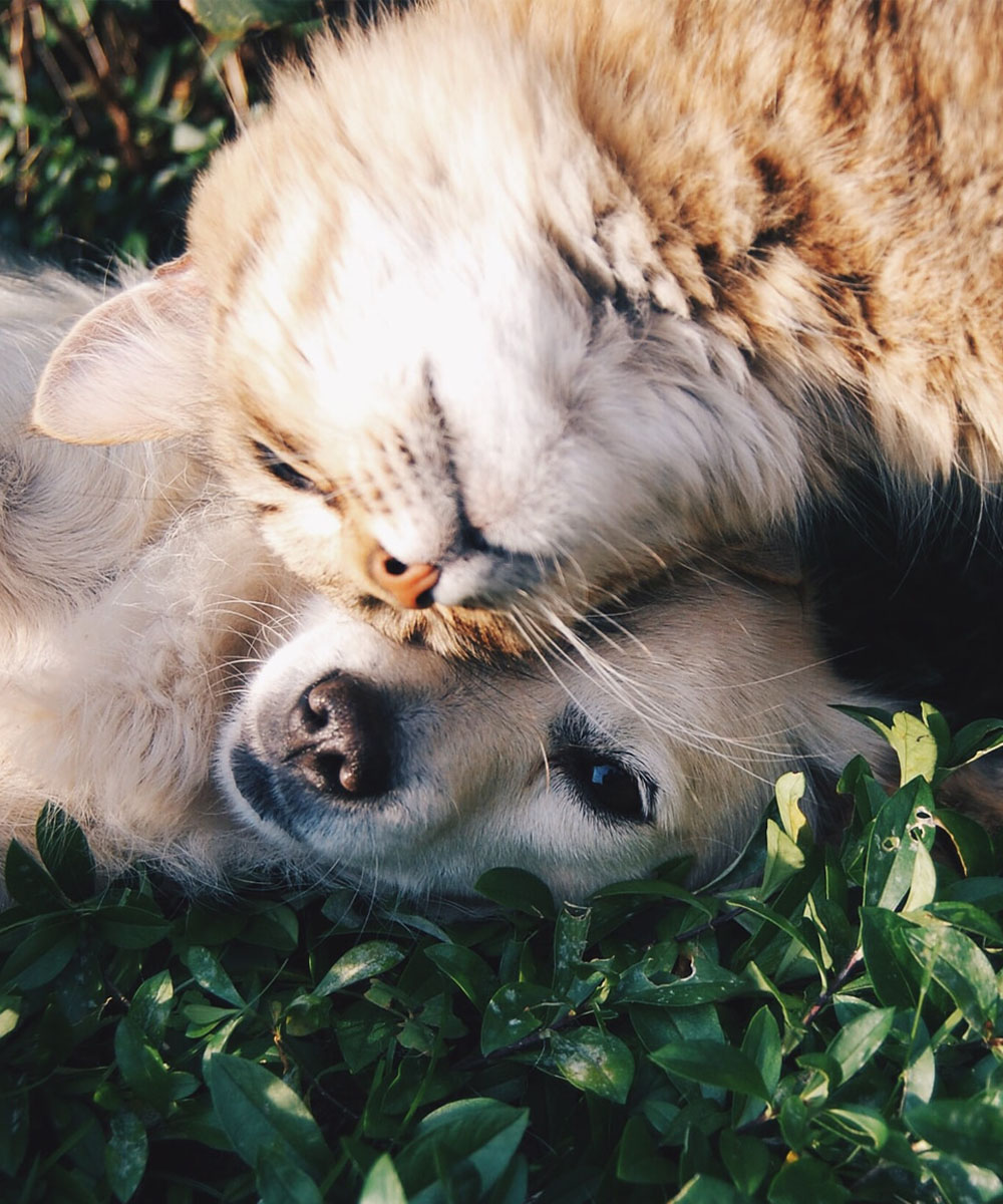 Lucky Paws