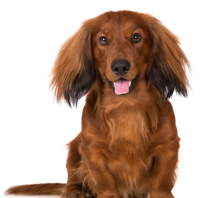 Everything You Need to Know About Managing a Long Haired Dog Lucky