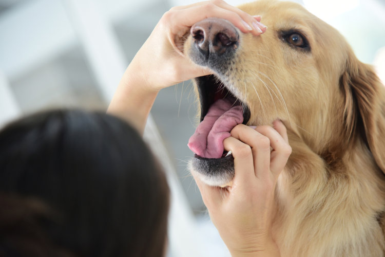 Top 5 Best Ways to Keep Dogs’ Teeth Clean Lucky Dawg Salon Grooming