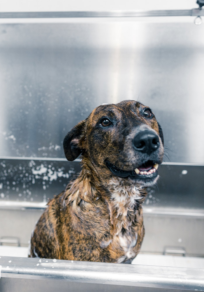 Dog Bathing Services in Charlotte Shampooing, Nails, & More