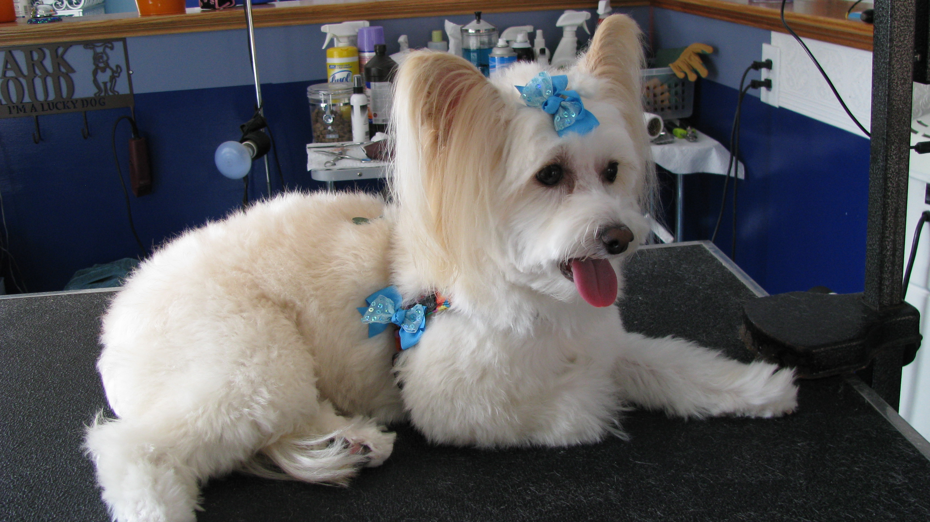 IMG_2484 Lucky Dog, Grooming Salon
