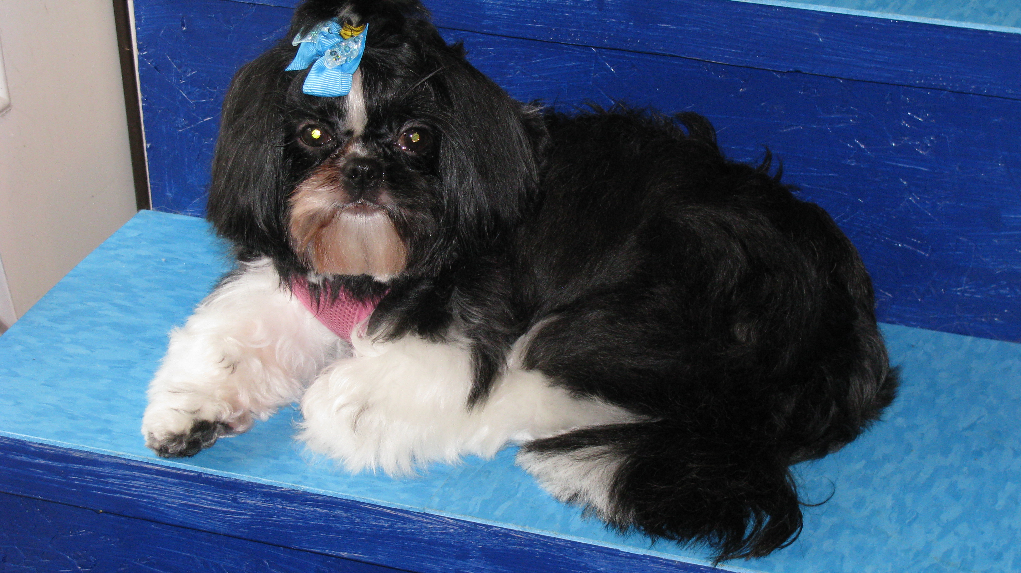 IMG_2582 Lucky Dog, Grooming Salon