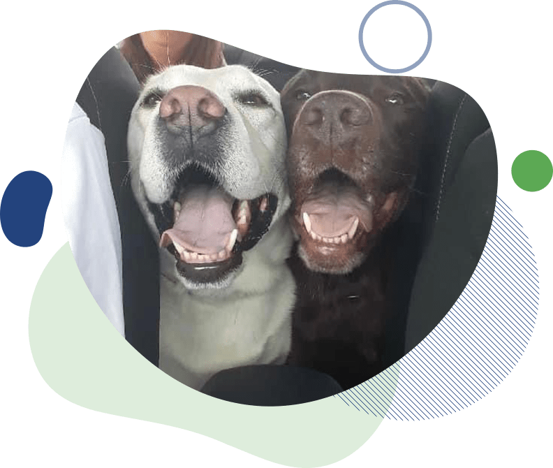 Lucky Dog Training LLC For A Positive Connection With Your Pet