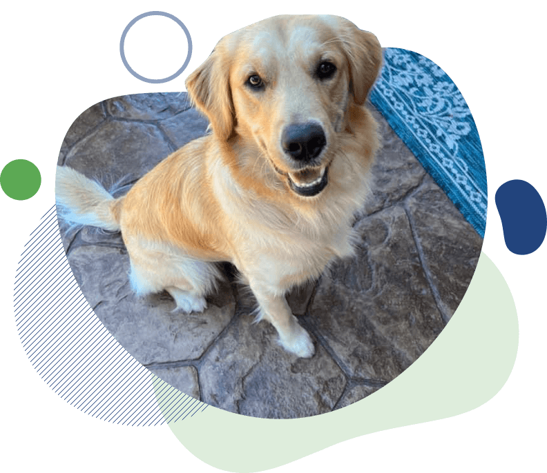 Lucky Dog Training LLC For A Positive Connection With Your Pet