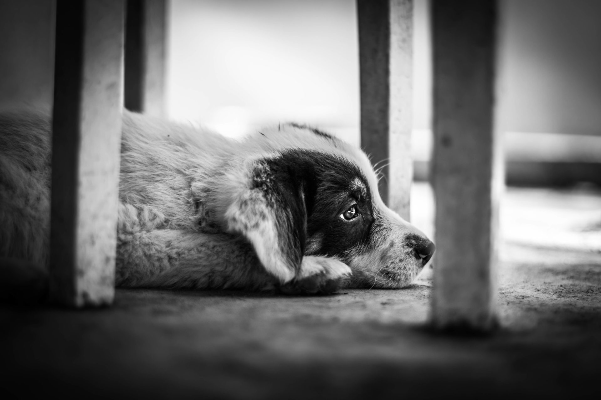 Galerie Lucky Dog's Ranch