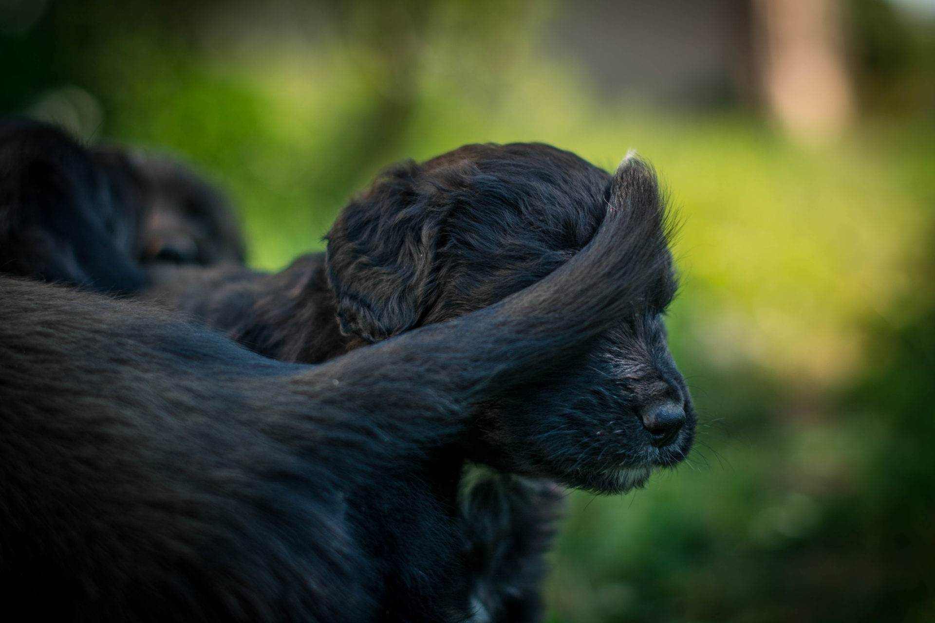 Galerie Lucky Dog's Ranch