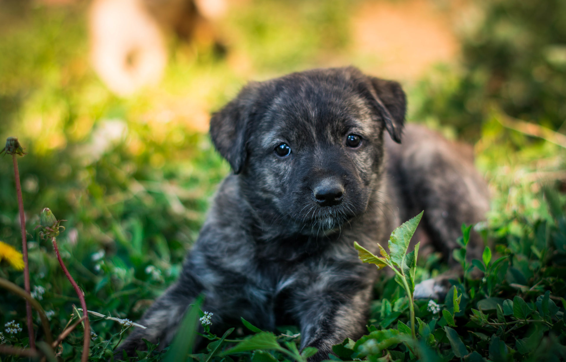 Galerie Lucky Dog's Ranch