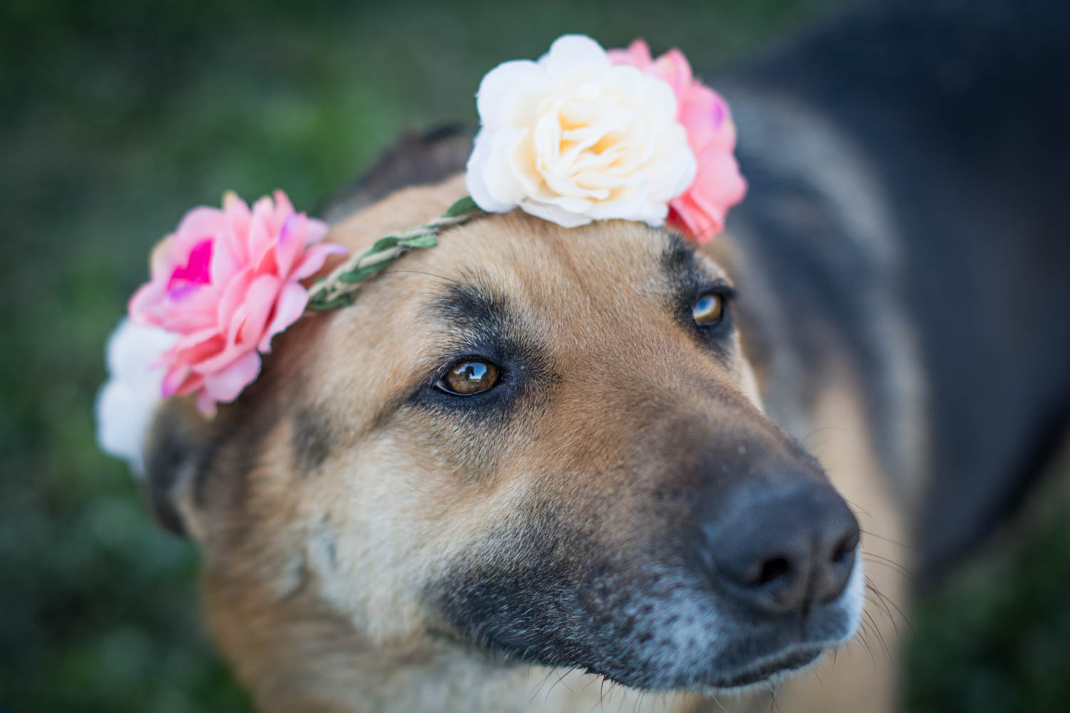 Galerie Lucky Dog's Ranch