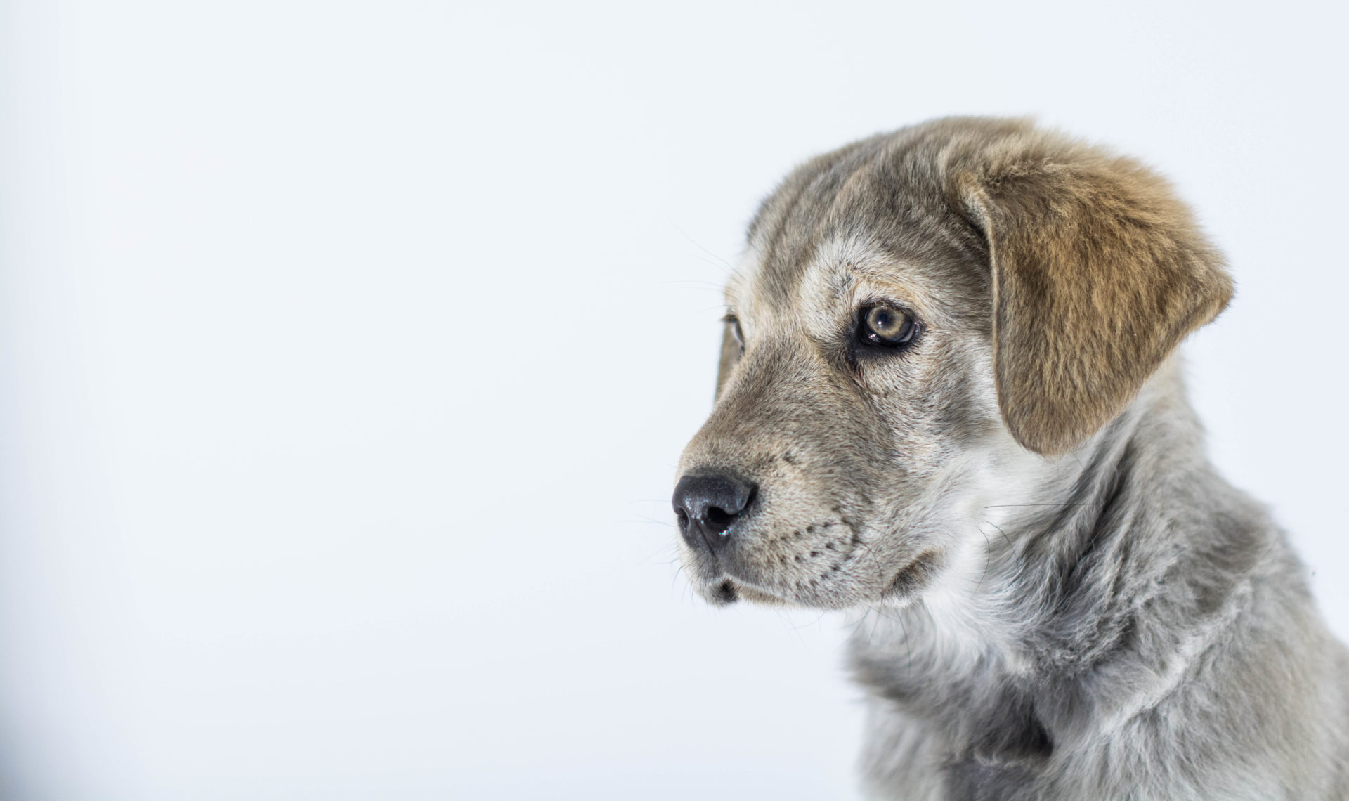 Galerie Lucky Dog's Ranch