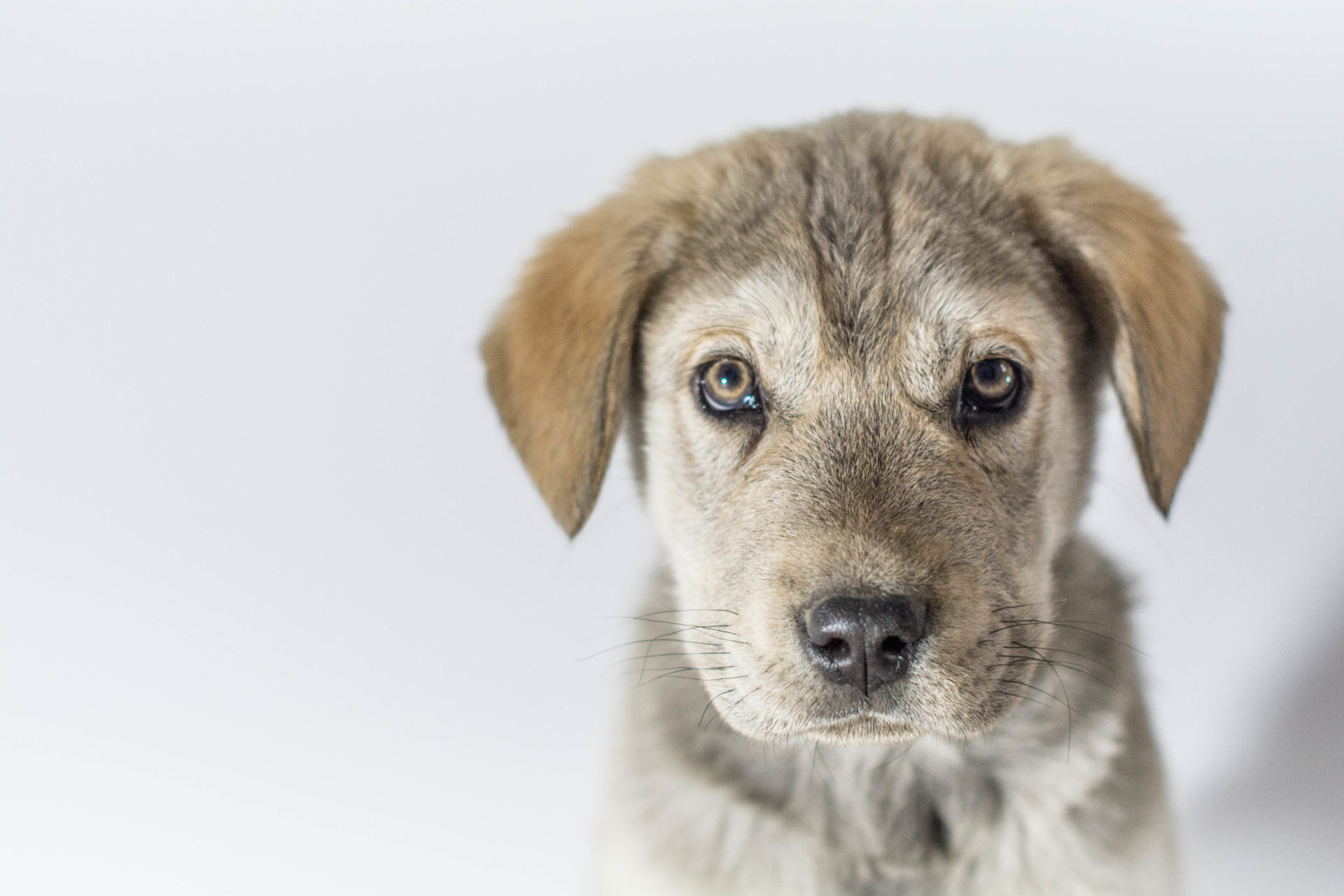 Galerie Lucky Dog's Ranch