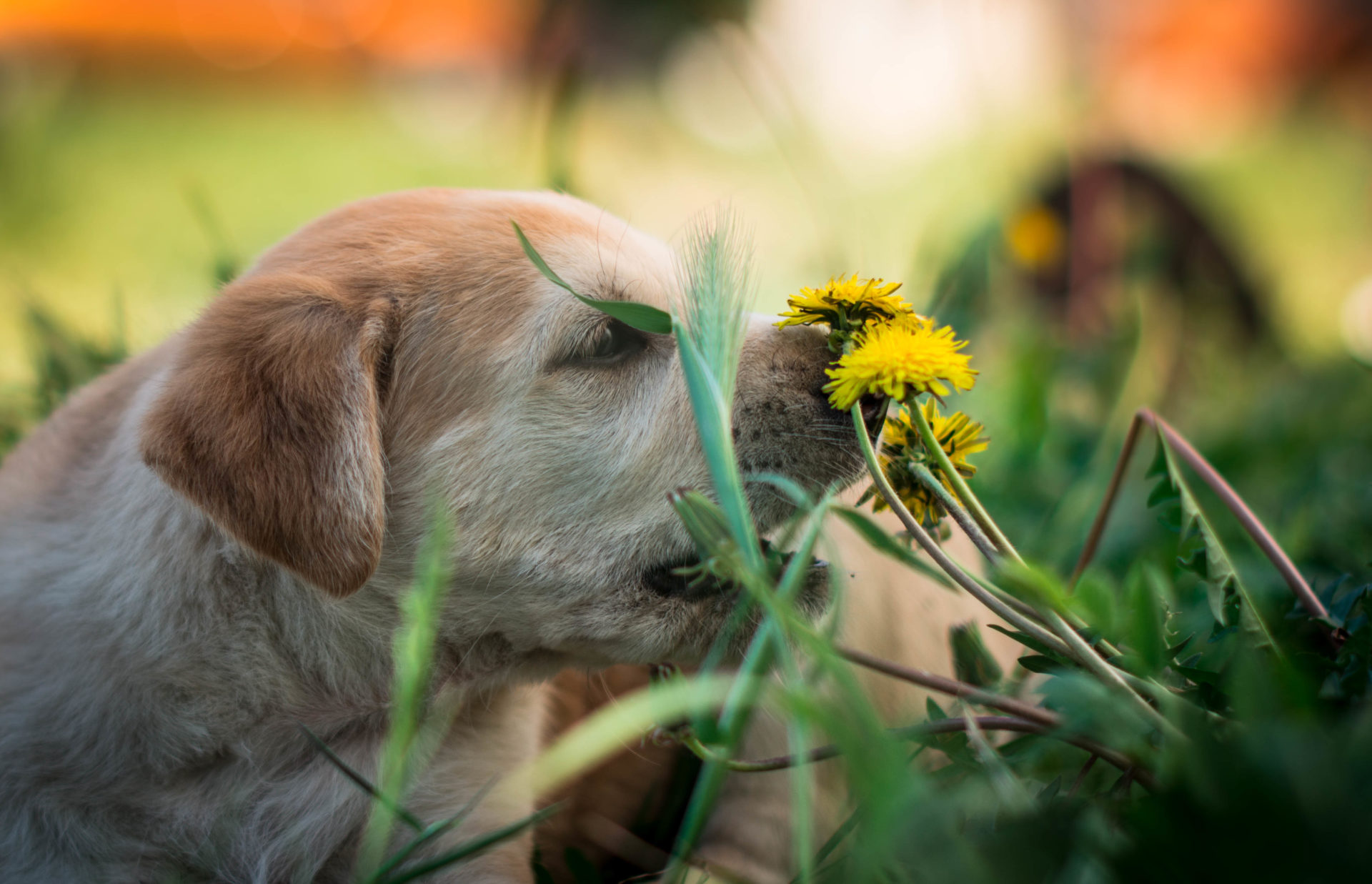 Galerie Lucky Dog's Ranch