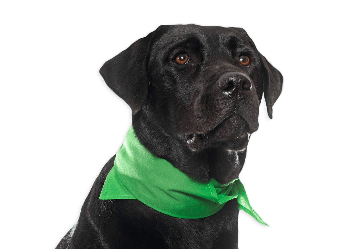 Lucky Dogs Bubble Bus Mobile Dog Grooming Service