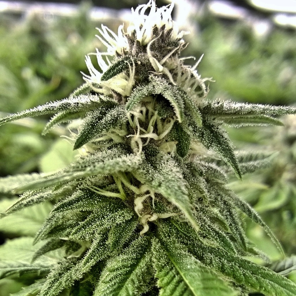 Lucky Leaf Co. Cannabis Dispensary in Spokane, WA & Coming Soon To