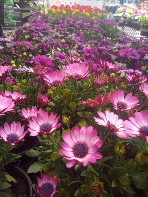 chefboiaudie OnlyFans Leaks (99 Photos and 32 Videos) - LuckyLeaked