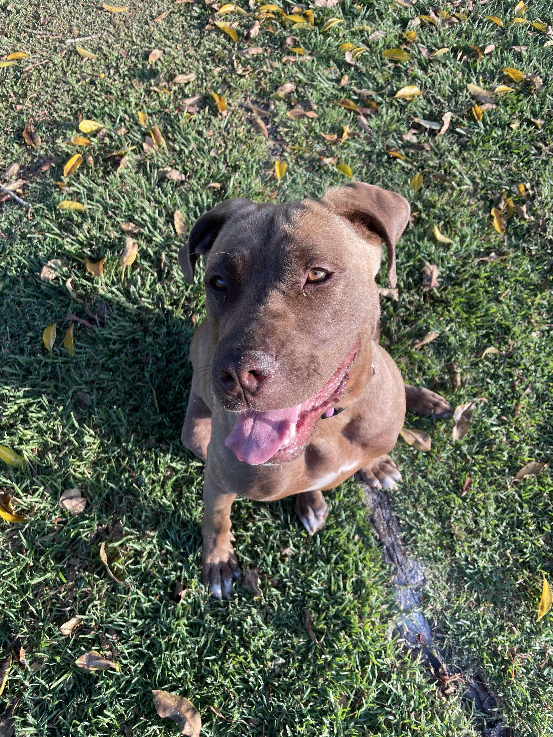 Peaches Lucky Paws Dog Rescue Inc