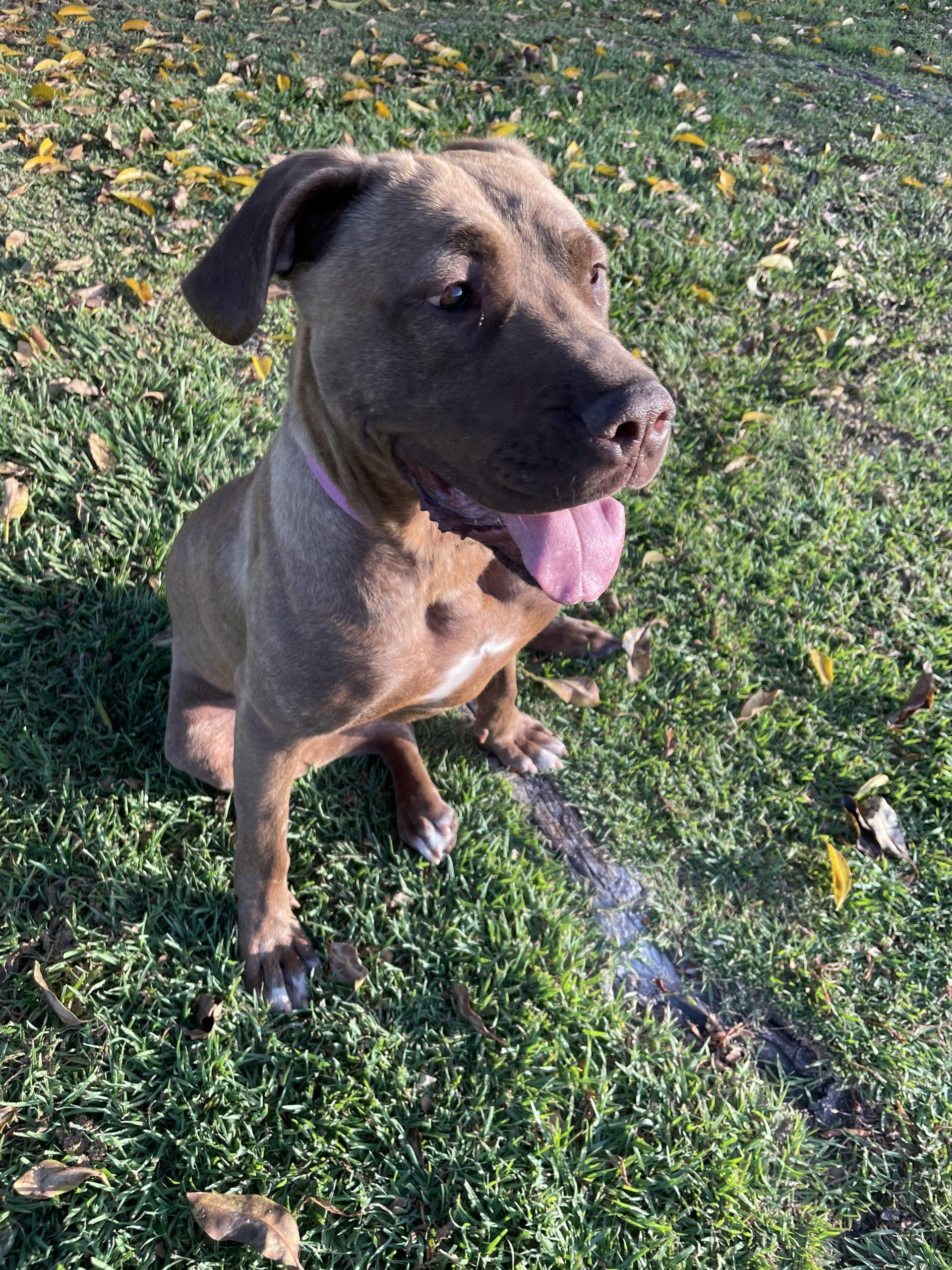 Peaches Lucky Paws Dog Rescue Inc